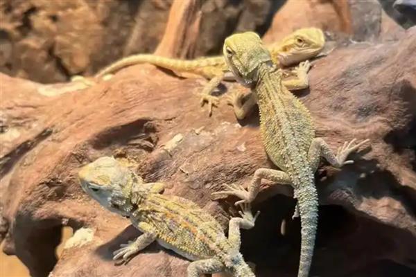 鬃狮蜥为什么会拉稀，可能是患有肠炎