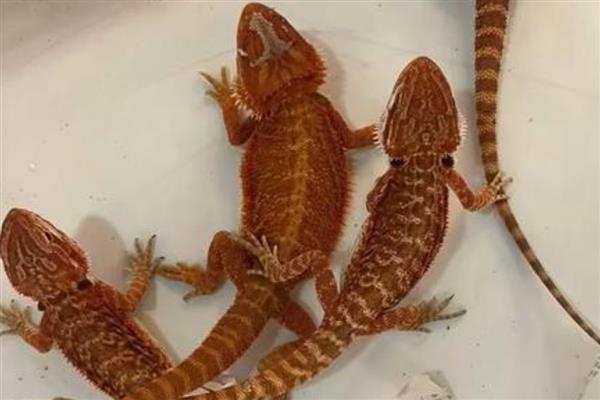 鬃狮蜥为什么会拉稀，可能是患有肠炎