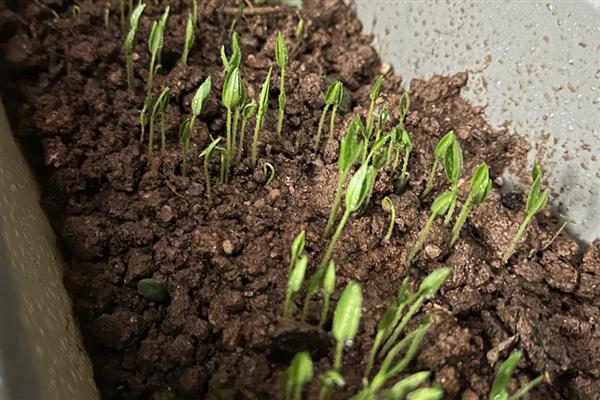 辣椒有几个生长时期，分为发芽期、幼苗期、开花结果期