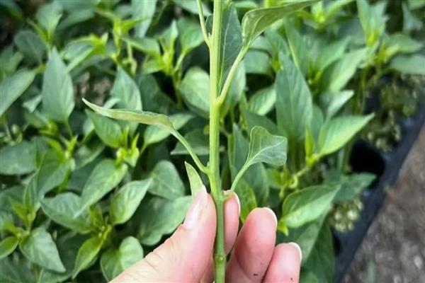 辣椒有几个生长时期，分为发芽期、幼苗期、开花结果期