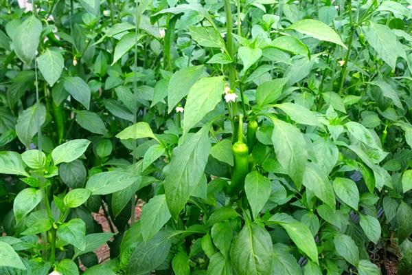 辣椒有几个生长时期，分为发芽期、幼苗期、开花结果期