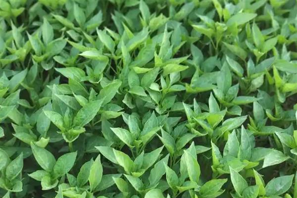 辣椒有几个生长时期，分为发芽期、幼苗期、开花结果期