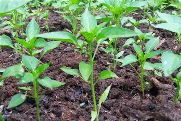 辣椒有几个生长时期，分为发芽期、幼苗期、开花结果期