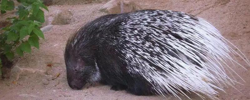 豪猪是不是刺猬，豪猪不是刺猬