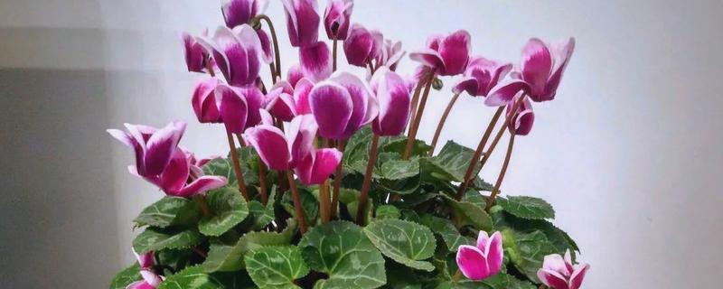 仙客来花期结束后怎么处理，剪除残花和枯叶有助于下次开放