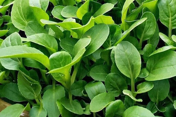 鸡毛菜是小白菜吗，是小白菜的幼苗