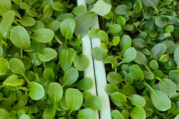 鸡毛菜是小白菜吗，是小白菜的幼苗