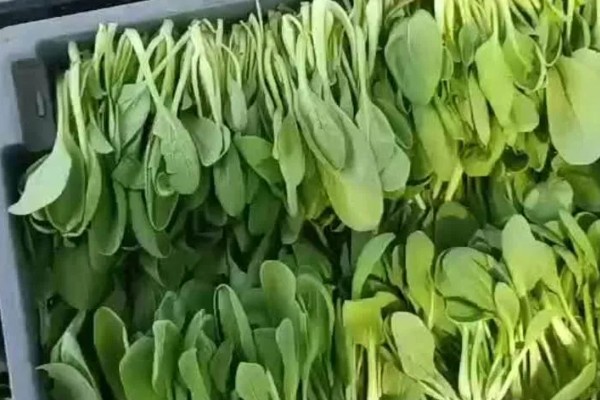 鸡毛菜是小白菜吗，是小白菜的幼苗