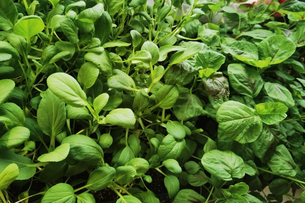 鸡毛菜是小白菜吗，是小白菜的幼苗