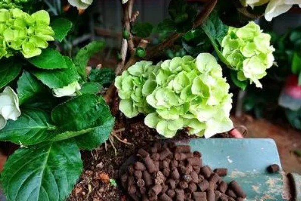 绣球花不长花苞怎么处理，需及时修剪枝叶