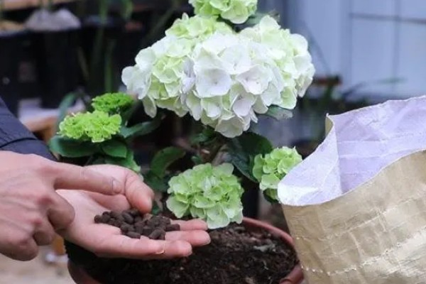 绣球花不长花苞怎么处理，需及时修剪枝叶