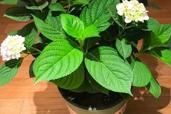 绣球花不长花苞怎么处理，需及时修剪枝叶