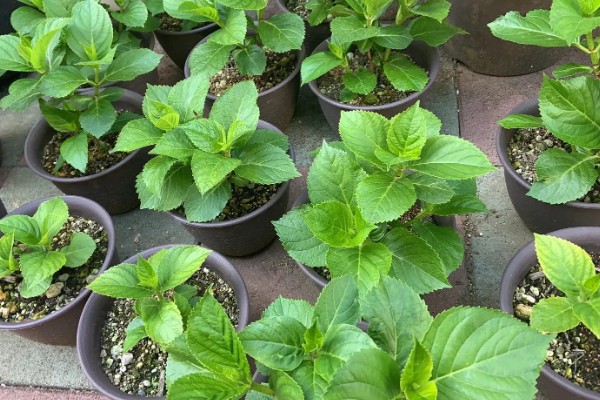 绣球花不长花苞怎么处理，需及时修剪枝叶