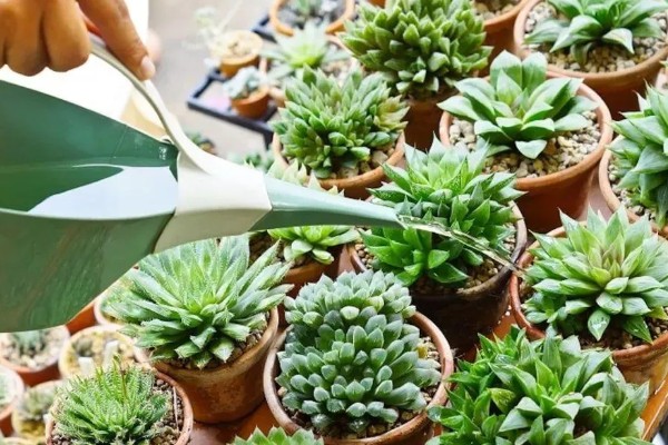 冬天多肉叶子一碰就掉下来的原因,可能是温度过低所致