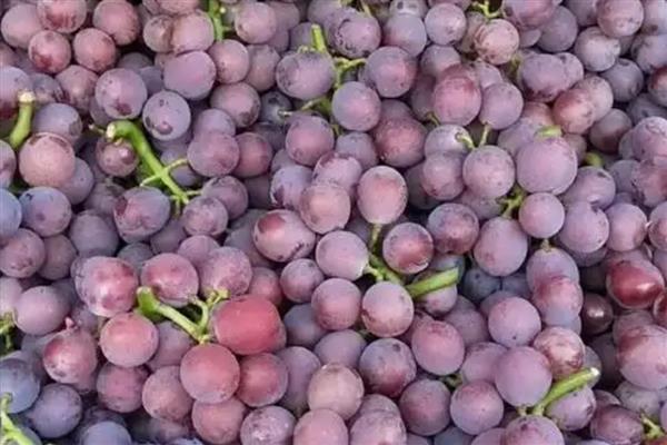 巨峰葡萄简介，属于中熟类葡萄