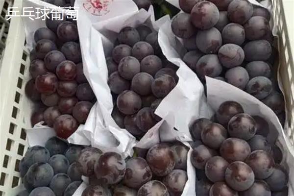 巨峰葡萄简介，属于中熟类葡萄