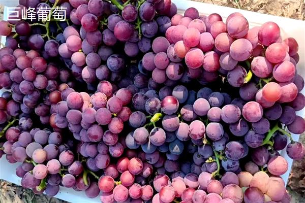 巨峰葡萄简介，属于中熟类葡萄