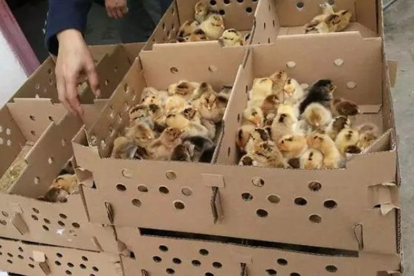 养鸡要如何挑选鸡苗,选择正确的购买渠道