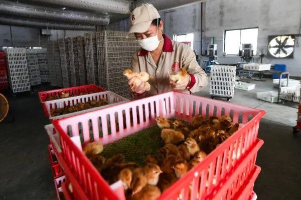 养鸡要如何挑选鸡苗,选择正确的购买渠道