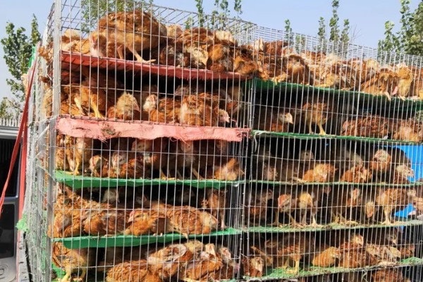 养鸡要如何挑选鸡苗,选择正确的购买渠道