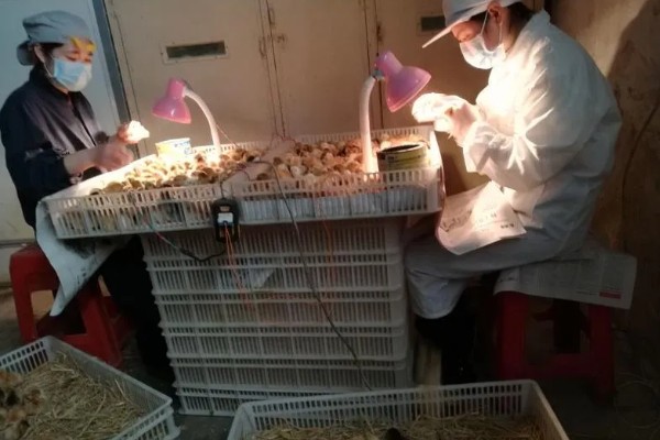 养鸡要如何挑选鸡苗,选择正确的购买渠道