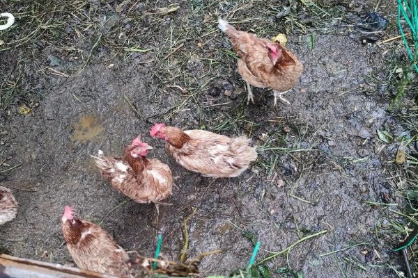 养鸡要如何挑选鸡苗,选择正确的购买渠道