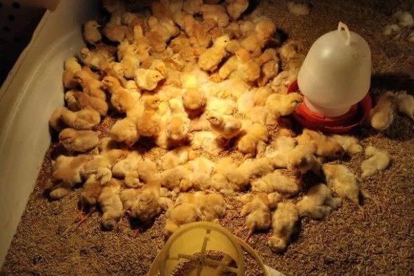 养鸡要如何挑选鸡苗,选择正确的购买渠道