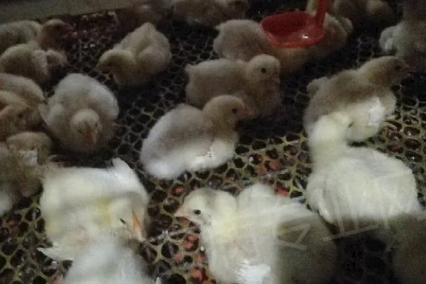 养鸡要如何挑选鸡苗,选择正确的购买渠道
