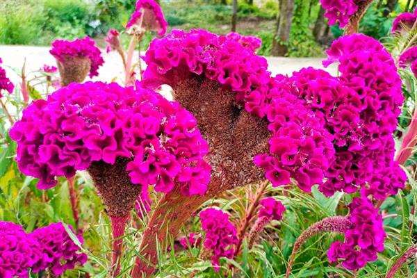 鸡冠花第二年能否重新长出，生长周期只有一年