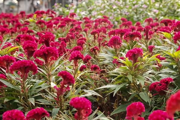 鸡冠花第二年能否重新长出，生长周期只有一年