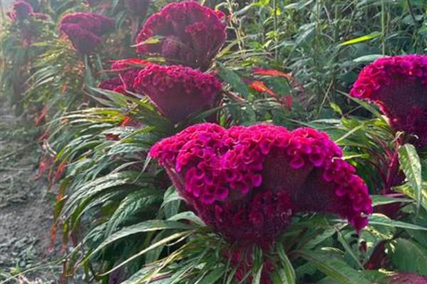 鸡冠花第二年能否重新长出，生长周期只有一年