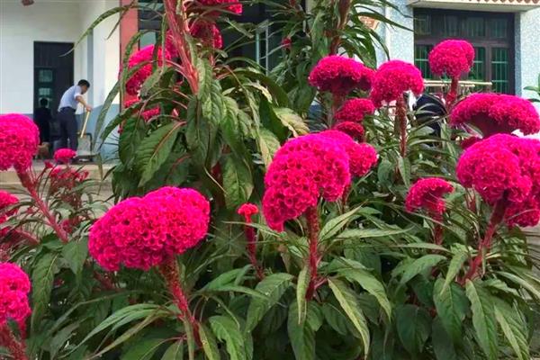 鸡冠花第二年能否重新长出，生长周期只有一年