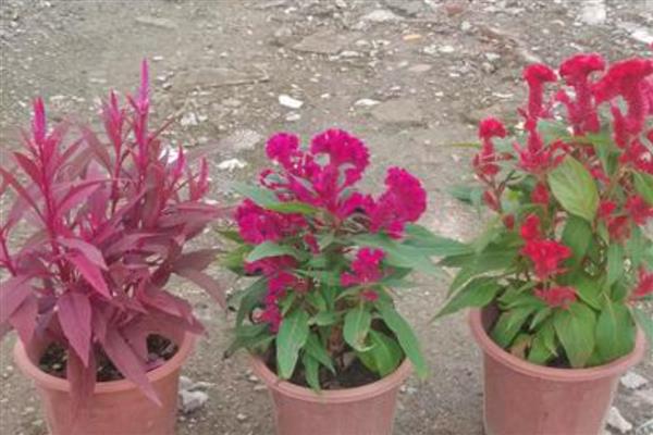 鸡冠花第二年能否重新长出，生长周期只有一年