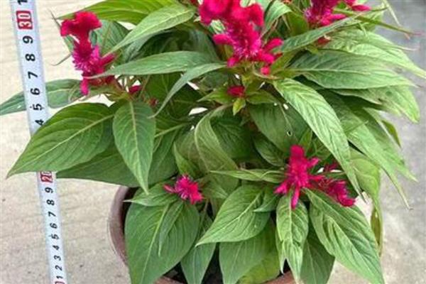 鸡冠花第二年能否重新长出，生长周期只有一年