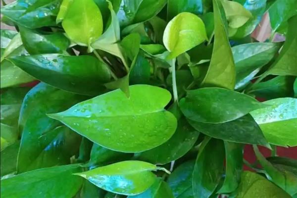 绿萝叶片无光泽变黄枯萎如何解决，光照不当需让植株接受散射光