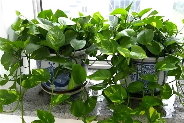 绿萝叶片无光泽变黄枯萎如何解决，光照不当需让植株接受散射光