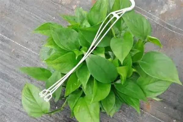 绿萝叶片无光泽变黄枯萎如何解决，光照不当需让植株接受散射光