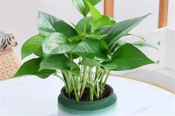 绿萝叶片无光泽变黄枯萎如何解决，光照不当需让植株接受散射光