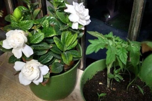 栀子花晚上能放在卧室里吗,不可放在卧室里