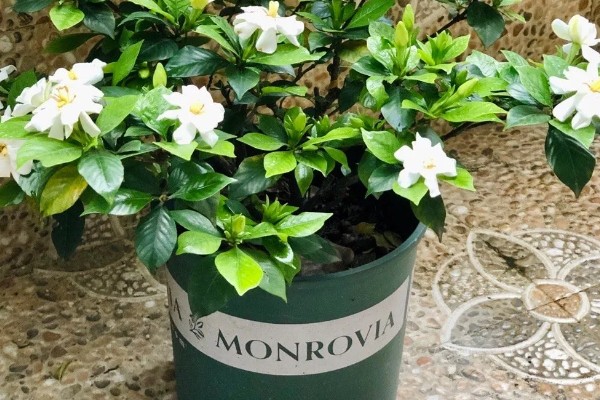 栀子花晚上能放在卧室里吗,不可放在卧室里