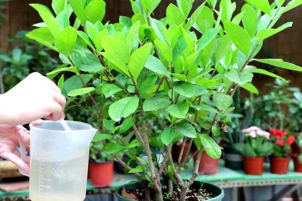 栀子花晚上能放在卧室里吗,不可放在卧室里