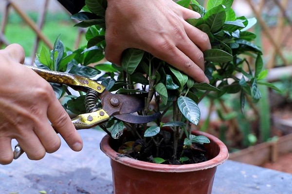 栀子花晚上能放在卧室里吗,不可放在卧室里