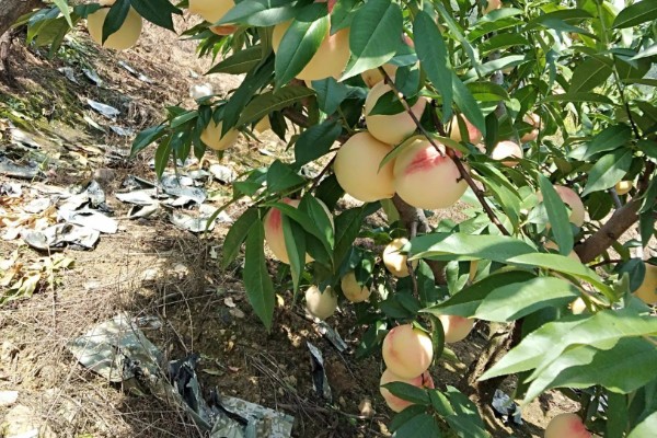 冈山白桃苗哪里有卖，网上或苗木基地均有售