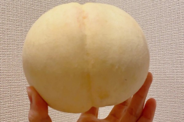 冈山白桃苗哪里有卖，网上或苗木基地均有售