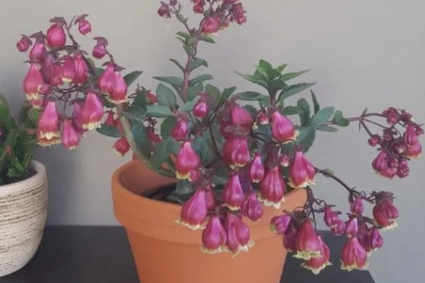 宫灯长寿花如何施肥,花后可施一次以氮为主的液肥