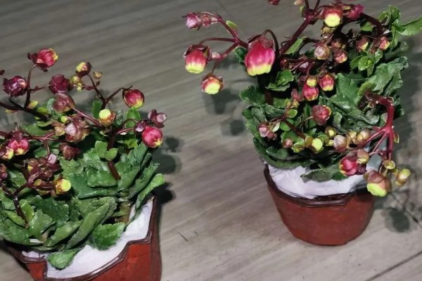 宫灯长寿花如何施肥,花后可施一次以氮为主的液肥