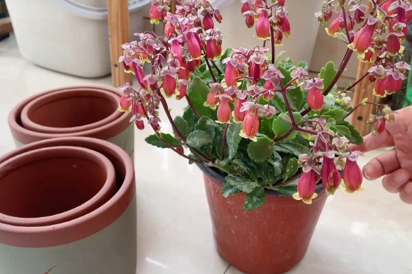 宫灯长寿花如何施肥,花后可施一次以氮为主的液肥