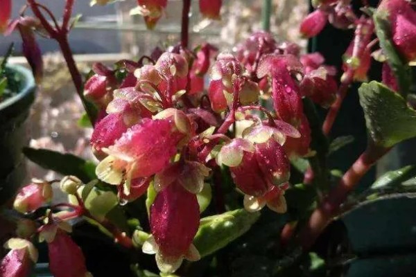 宫灯长寿花如何施肥,花后可施一次以氮为主的液肥