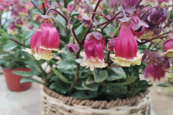 宫灯长寿花如何施肥,花后可施一次以氮为主的液肥