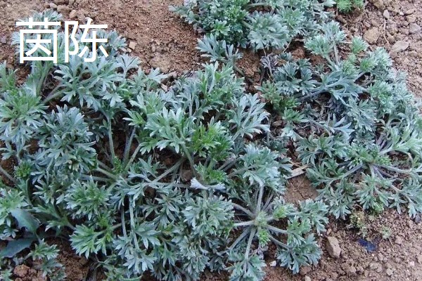 茵陈和艾叶有没有区别,二者并不是同一个品种